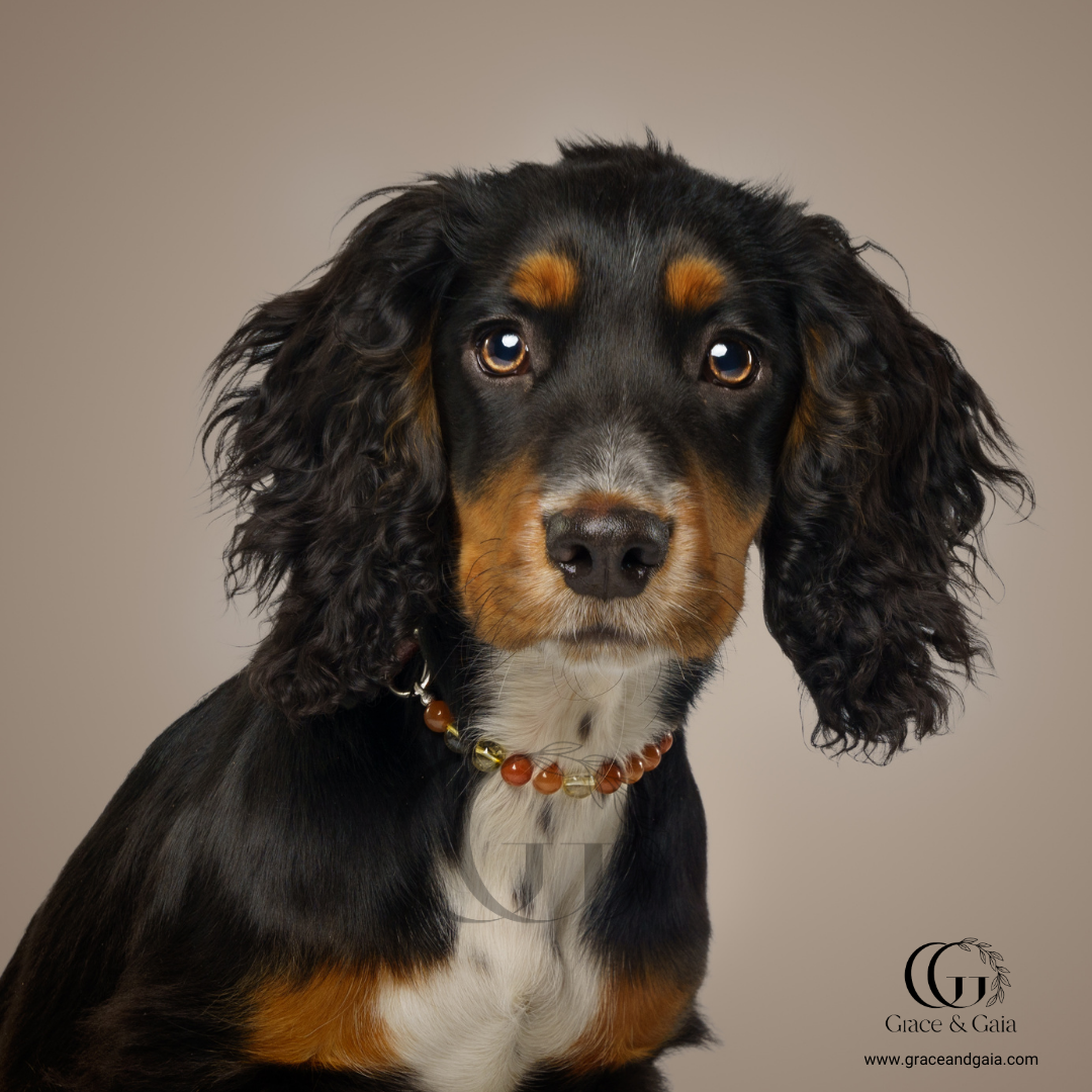 Lithotherapy-inspired semi precious stone pet accessory by Grace and Gaia, fostering well-being in dogs and cats through stylish pet gifts and unique pet malas.