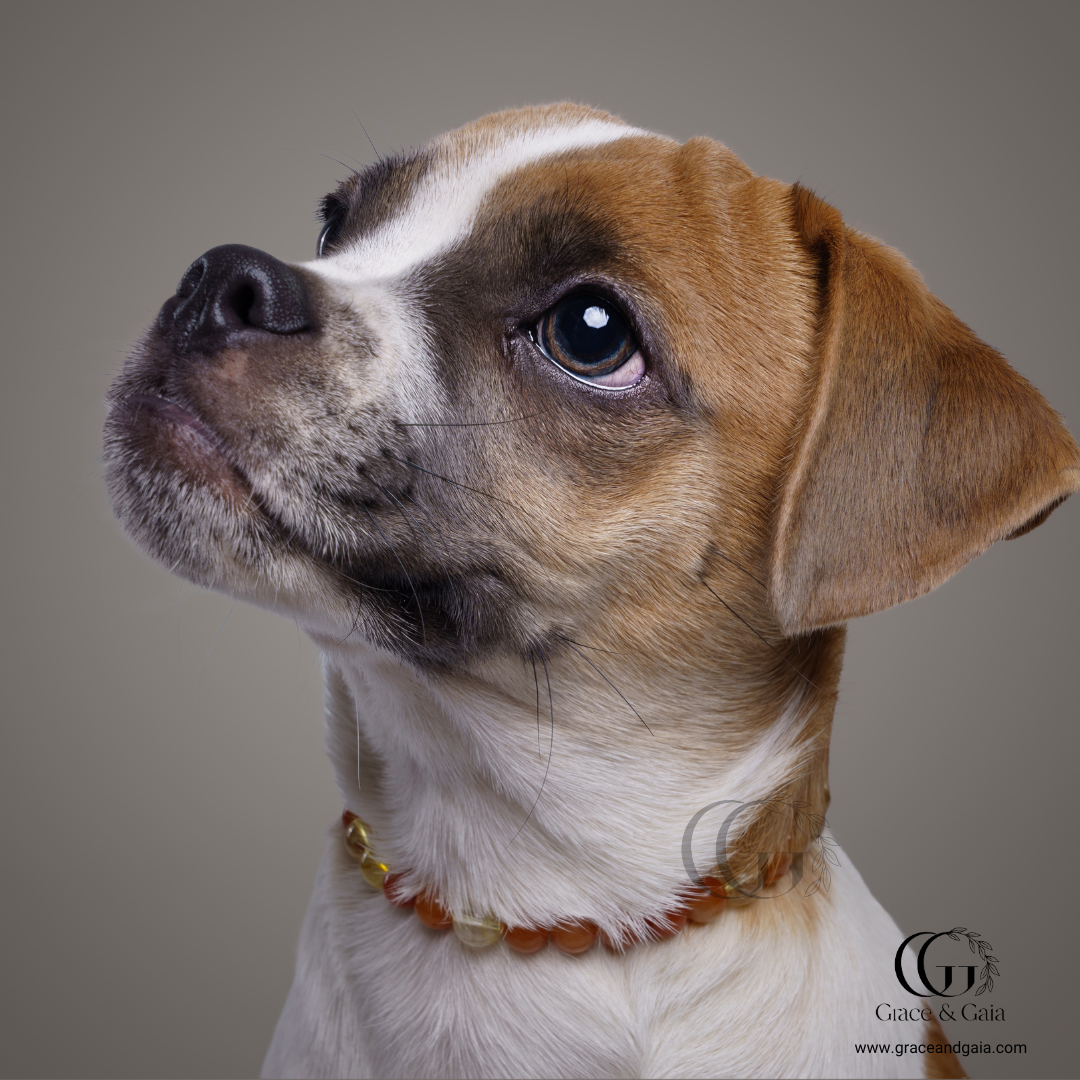 Lithotherapy-inspired semi precious stone pet accessory by Grace and Gaia, fostering well-being in dogs and cats through stylish pet gifts and unique pet malas.
