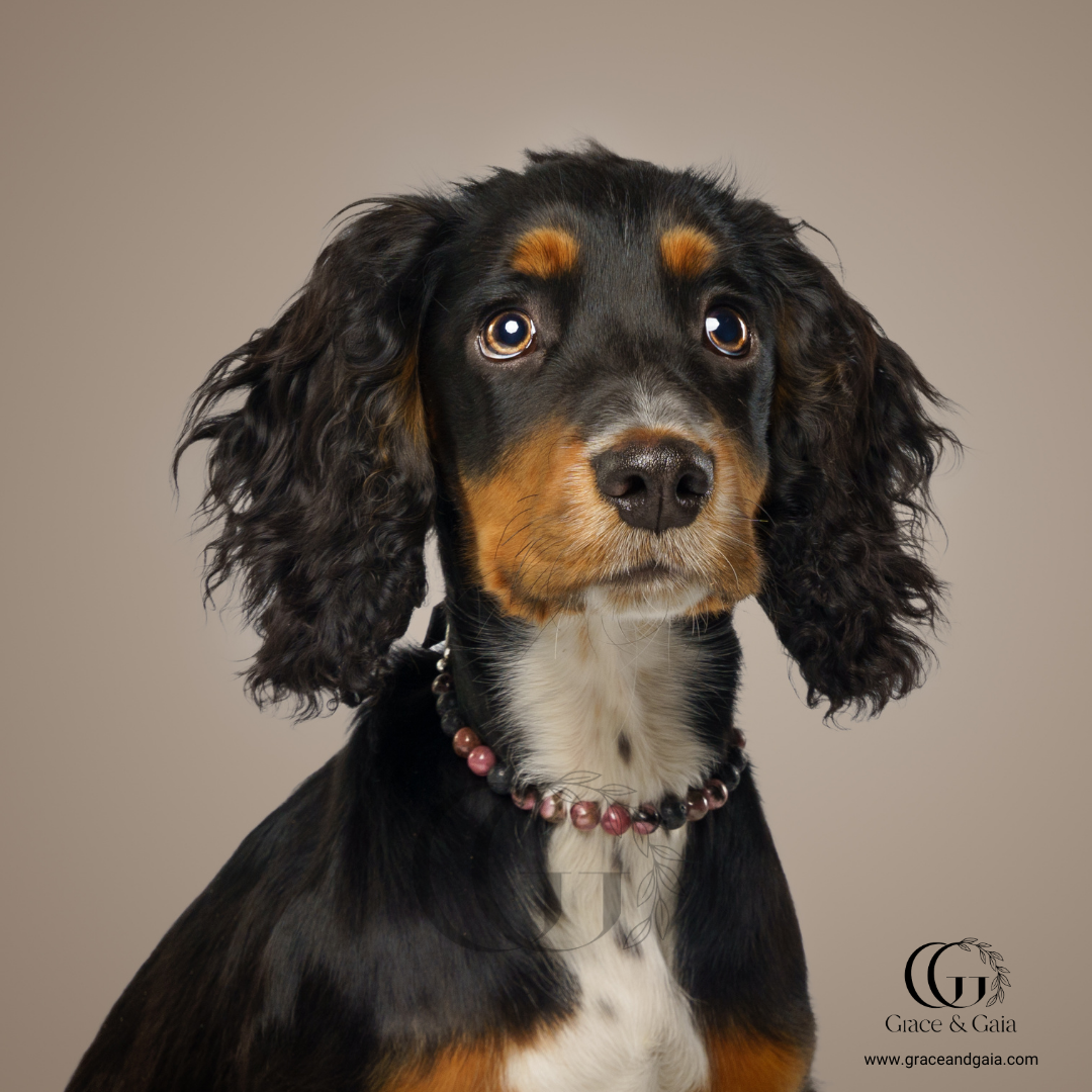 Lithotherapy-inspired semi precious stone pet accessory by Grace and Gaia, fostering well-being in dogs and cats through stylish pet gifts and unique pet malas.