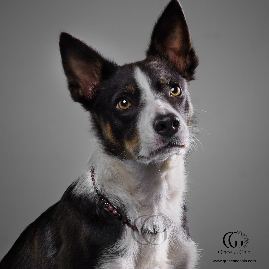 Lithotherapy-inspired semi precious stone pet accessory by Grace and Gaia, fostering well-being in dogs and cats through stylish pet gifts and unique pet malas.