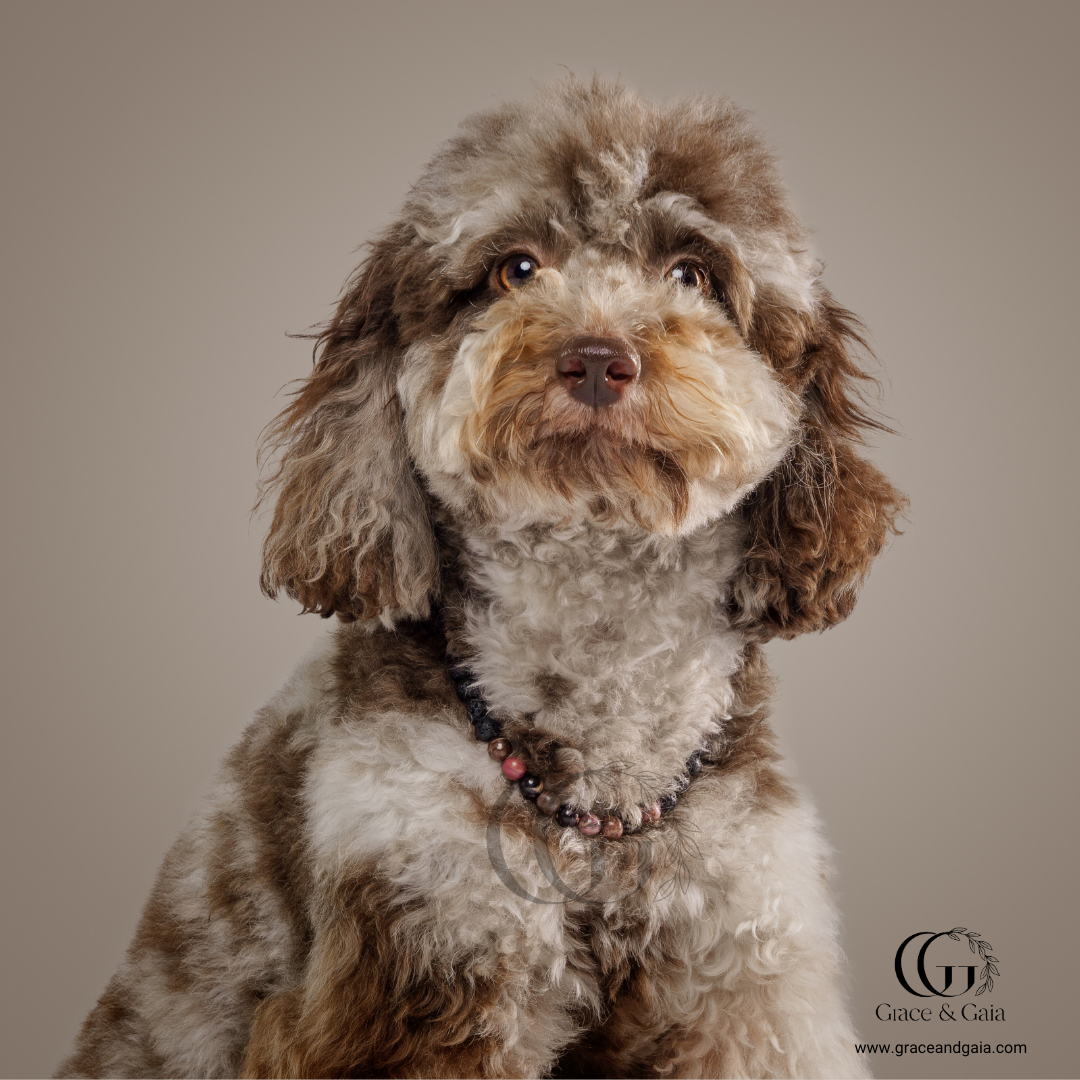 Lithotherapy-inspired semi precious stone pet accessory by Grace and Gaia, fostering well-being in dogs and cats through stylish pet gifts and unique pet malas.